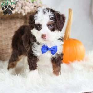 Figo, Mini Bernedoodle Puppy